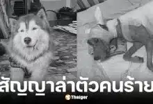 วอชด็อก ไทยแลนด์ สัญญาล่าตัวคนร้ายเผาเจ้ามอลลี่