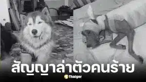 วอชด็อก ไทยแลนด์ สัญญาล่าตัวคนร้ายเผาเจ้ามอลลี่