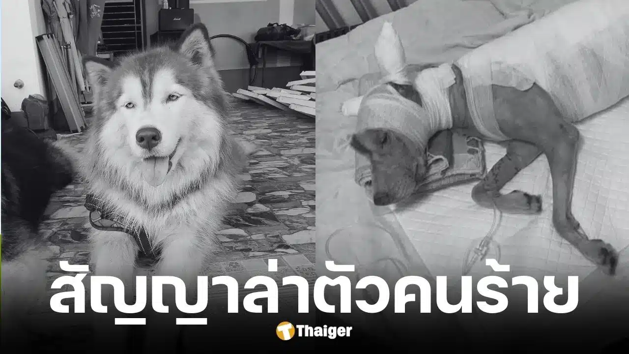 วอชด็อก ไทยแลนด์ สัญญาล่าตัวคนร้ายเผาเจ้ามอลลี่