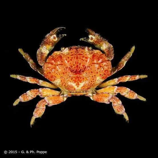 สังเวยราย 2 บล็อกเกอร์สาว กินปูปีศาจ ชักจนตาย พิษร้ายแรงต้มสุกก็ไม่หาย