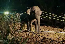 เปิดนาทีชีวิต "สีดอหูพับ" ล้ม กรมอุทยานฯ แจงยิบ ตายเพราะสำลักอาหาร