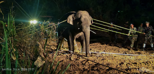 เปิดนาทีชีวิต "สีดอหูพับ" ล้ม กรมอุทยานฯ แจงยิบ ตายเพราะสำลักอาหาร