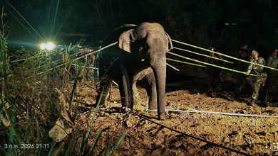 เปิดนาทีชีวิต "สีดอหูพับ" ล้ม กรมอุทยานฯ แจงยิบ ตายเพราะสำลักอาหาร