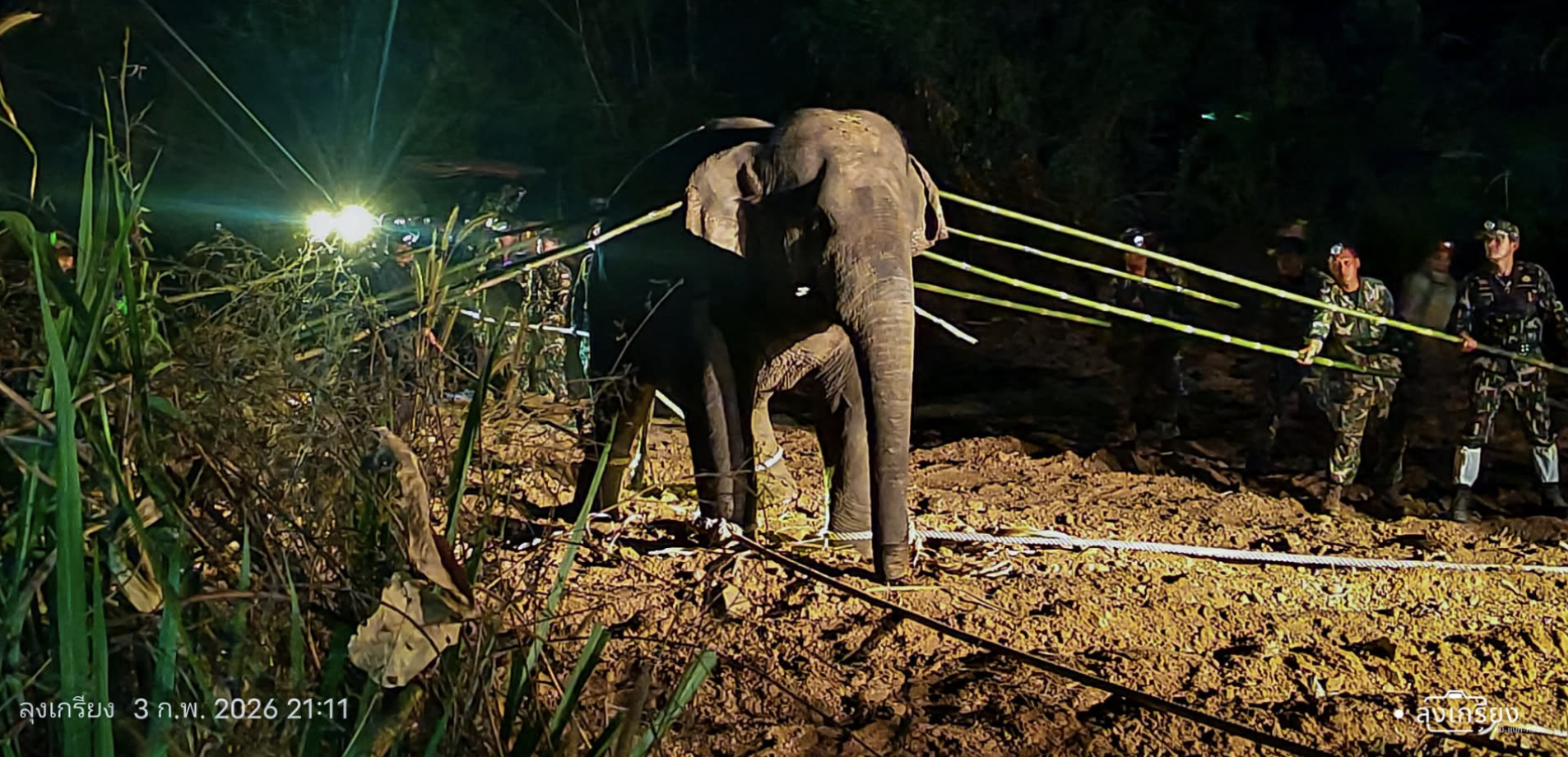 เปิดนาทีชีวิต "สีดอหูพับ" ล้ม กรมอุทยานฯ แจงยิบ ตายเพราะสำลักอาหาร