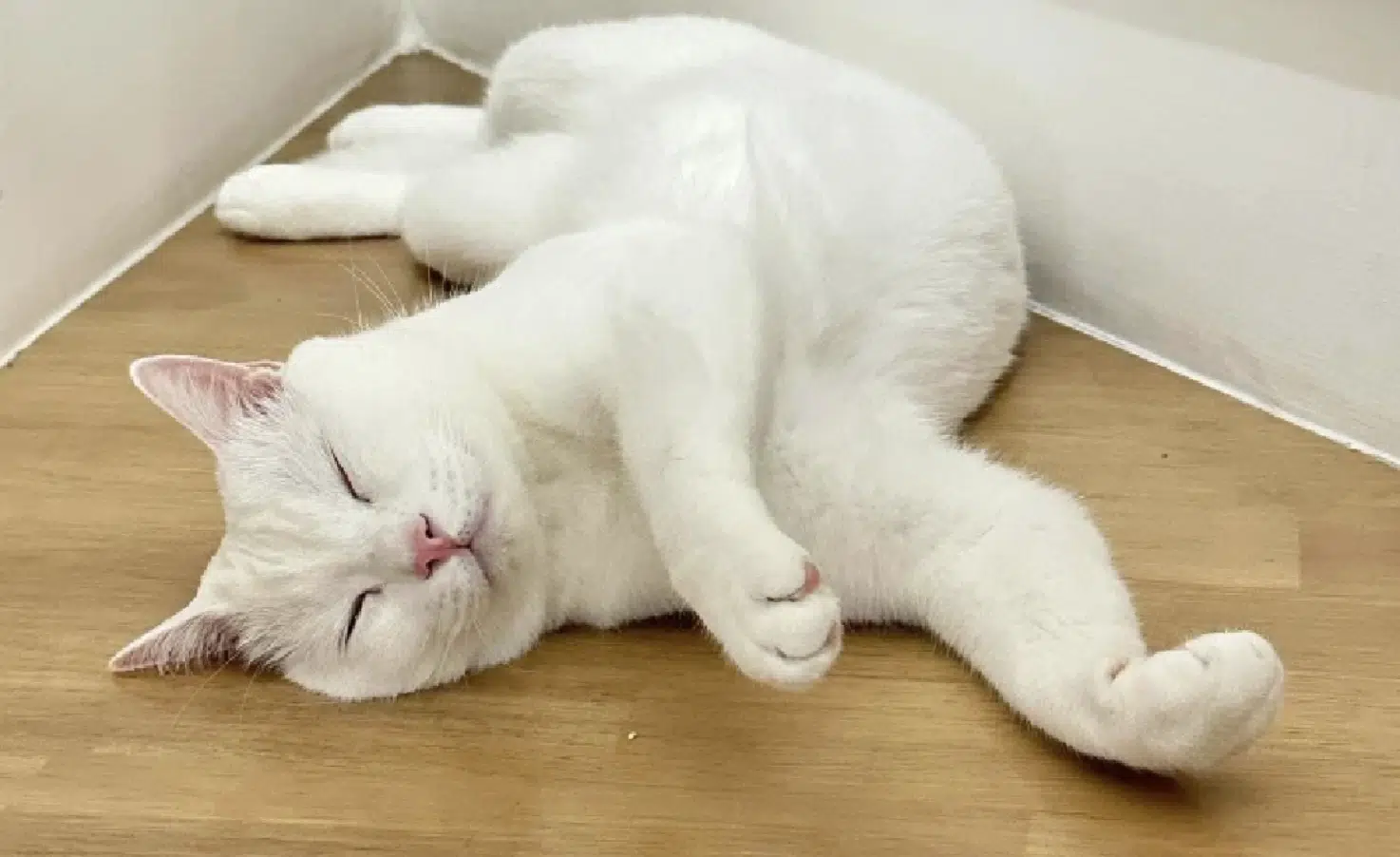 คุณพลอยชี้แจงสาเหตุการตายของไข่ขาวลูกแมร๊ หลังเกิดเหตุการณ์สุดเศร้า