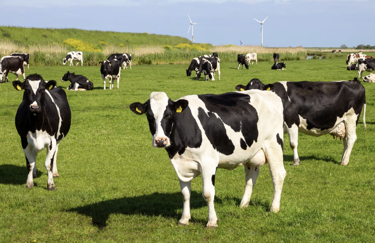 แฉทัวร์วิตถาร นนท.ยุโรปแห่ซื้อบริการข่มขืนสัตว์ หมา แพะ แกะ ลา แมว ห่าน วัว ราคาหลักพัน