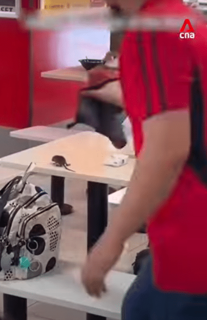 มื้อสยอง! หนูท่อ วิ่งพล่านทั่วศูนย์อาหารห้างดัง ทำลูกค้าแตกตื่น หน่วยงานเร่งตรวจสอบ-3