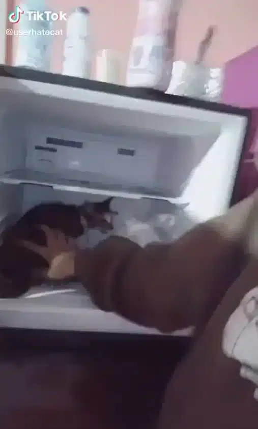 ภาพคลิปเหตุการณ์หญิงสาวนำแมวใส่ช่องแช่แข็ง