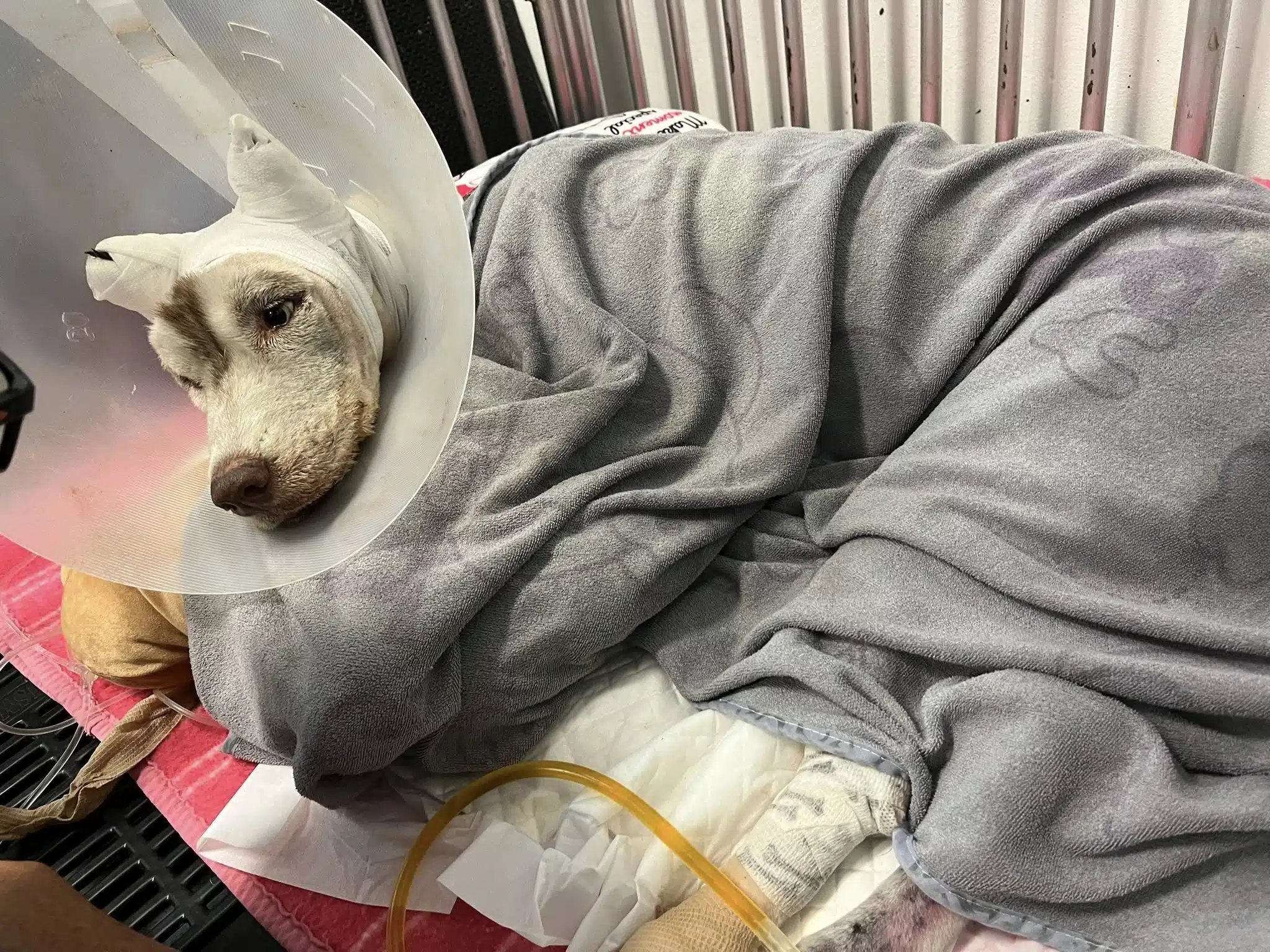 สาเหตุ น้องมอลลี่ เสียชีวิต หลังถูกคนใจทรามจุดไฟเผาทั้งเป็น สัตวแพทย์แจงละเอียด-1