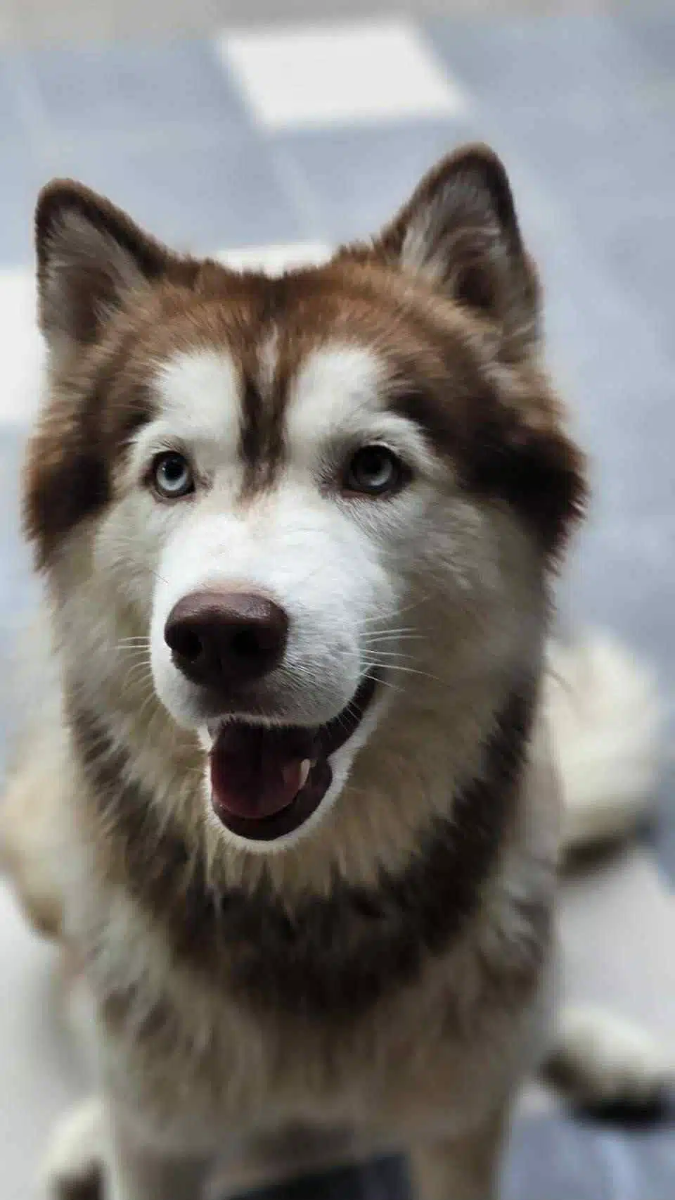 สาเหตุ น้องมอลลี่ เสียชีวิต หลังถูกคนใจทรามจุดไฟเผาทั้งเป็น สัตวแพทย์แจงละเอียด-2