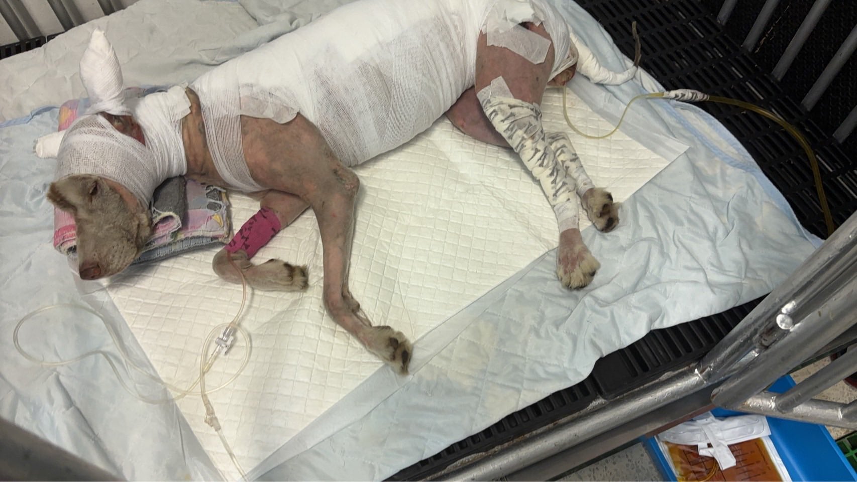 สาเหตุ น้องมอลลี่ เสียชีวิต หลังถูกคนใจทรามจุดไฟเผาทั้งเป็น สัตวแพทย์แจงละเอียด-3