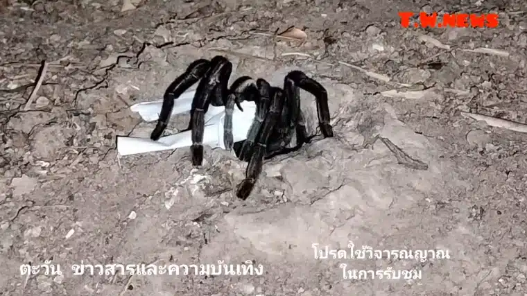 เลขเด็ด พญาบึ้ง 1 มีนาคม 2569 ส่องแนวทางจากปากรู 5-4-8 เข้าชิงหวยสัญจรสุราษฎร์ฯ-2