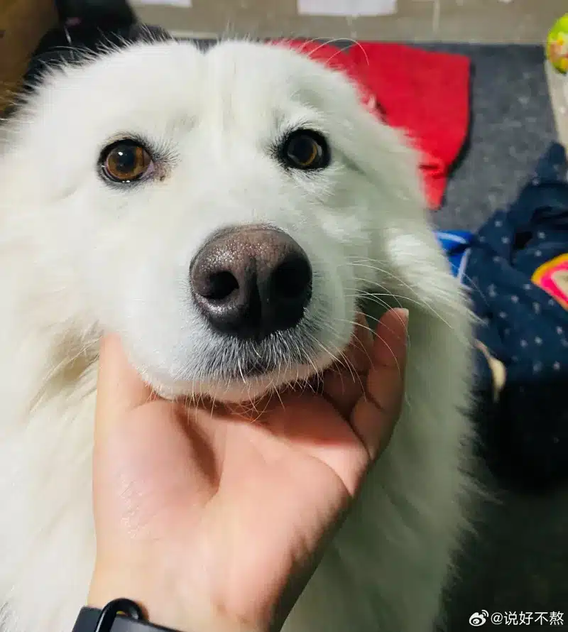 แฉนาที 2 เด็กชาย จุดไฟเผา หมาซามอยด์ ร้องโหยหวนดังลั่น ก่อนตายทั้งเป็นคากรง-1