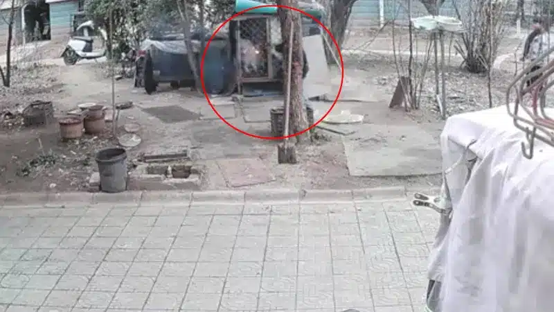 แฉนาที 2 เด็กชาย จุดไฟเผา หมาซามอยด์ ร้องโหยหวนดังลั่น ก่อนตายทั้งเป็นคากรง-5