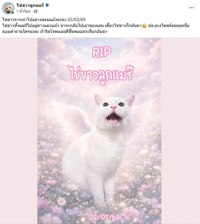 เจ้าไข่ขาว แมวสีขาวขนฟู ตาแป๋ว กำลังมองกล้องอย่างน่ารัก