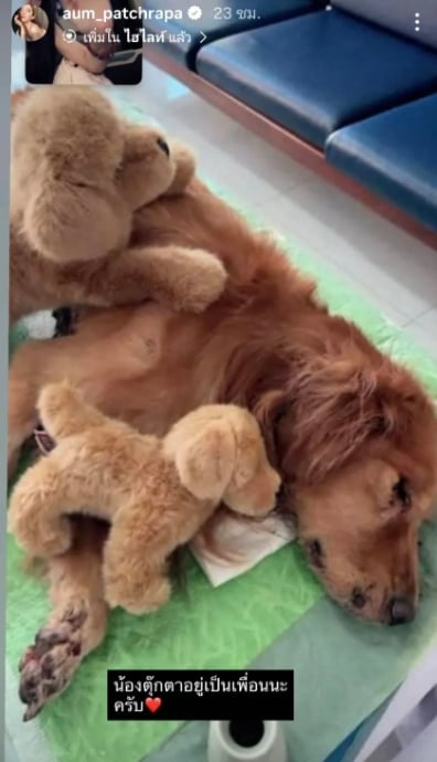 ไฮโซพก เศร้า น้องคินตะ สุนัขสุดรักกลับดาวหมา โพสต์ภาพ อั้ม พัชราภา อำลาครั้งสุดท้าย-1