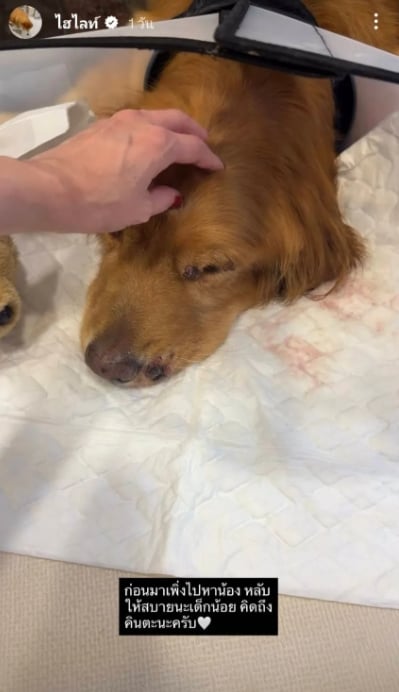 ไฮโซพก เศร้า น้องคินตะ สุนัขสุดรักกลับดาวหมา โพสต์ภาพ อั้ม พัชราภา อำลาครั้งสุดท้าย-4
