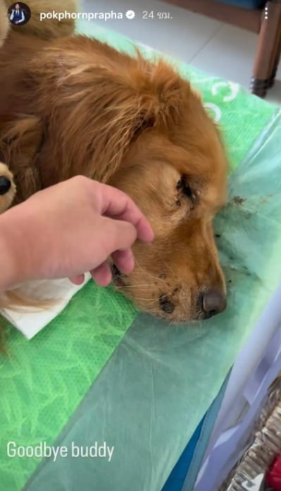 ไฮโซพก เศร้า น้องคินตะ สุนัขสุดรักกลับดาวหมา โพสต์ภาพ อั้ม พัชราภา อำลาครั้งสุดท้าย-5