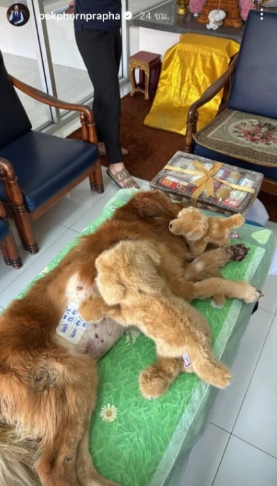 ไฮโซพก เศร้า น้องคินตะ สุนัขสุดรักกลับดาวหมา โพสต์ภาพ อั้ม พัชราภา อำลาครั้งสุดท้าย-7