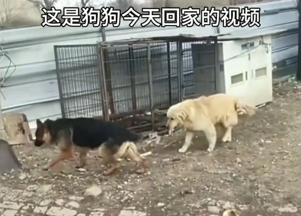 ซึ้งน้ำตาซึม! แก๊งตูบ 7 สหายถูกขโมย รวมพลังเดินเท้า 17 กม. กลับบ้าน มิตรภาพสี่ขาไม่ทิ้งกัน