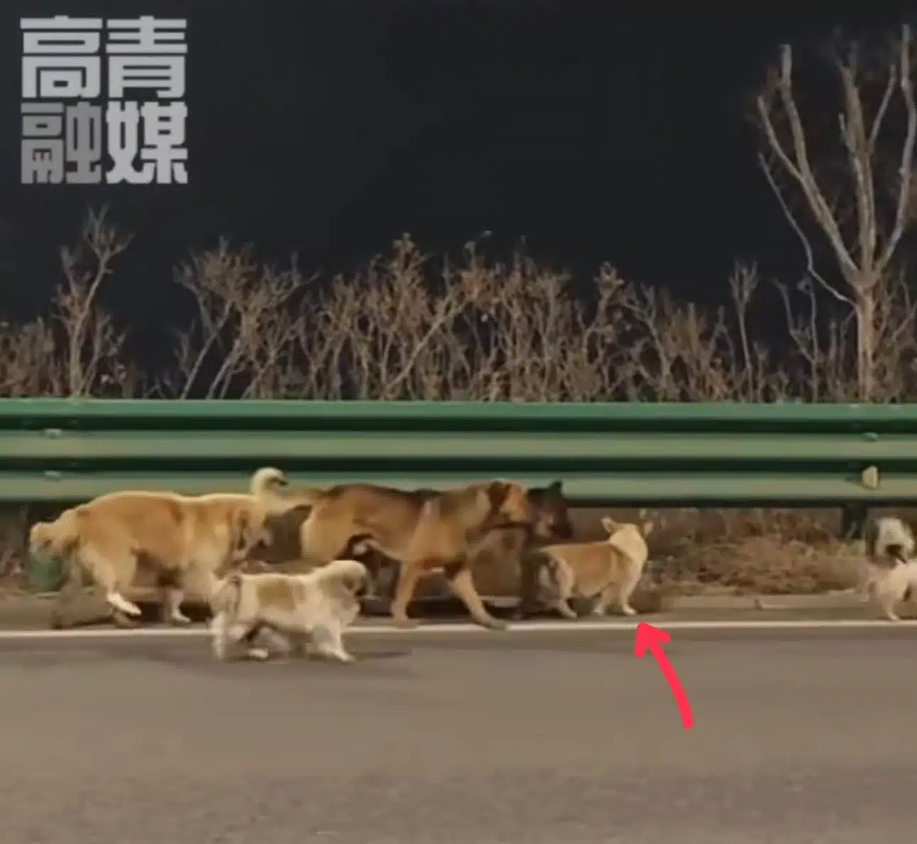 ซึ้งน้ำตาซึม! แก๊งตูบ 7 สหายถูกขโมย รวมพลังเดินเท้า 17 กม. กลับบ้าน มิตรภาพสี่ขาไม่ทิ้งกัน