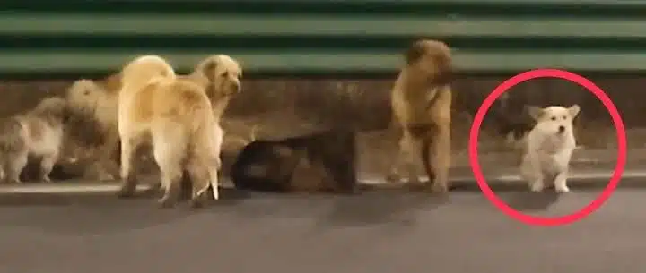 ซึ้งน้ำตาซึม! แก๊งตูบ 7 สหายถูกขโมย รวมพลังเดินเท้า 17 กม. กลับบ้าน มิตรภาพสี่ขาไม่ทิ้งกัน