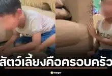เพจดังแชร์คลิปบีบหัวใจ ลูกร้องไห้สูญเสียแมว