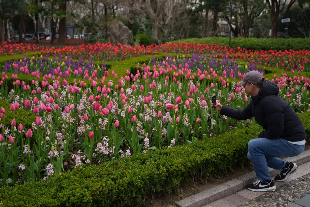 นักท่องเที่ยวถ่ายรูปดอกทิวลิปในสวนสาธารณะแห่งหนึ่งในเซี่ยงไฮ้ เมื่อวันจันทร์ที่ 16 มีนาคม 2026