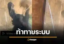 ระทึกกลางสวนสัตว์ ลิงโบโนโบพุ่งกระแทกกระจกแตก หลังโดนเด็กวัยรุ่นยั่วโมโห