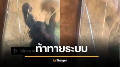 ระทึกกลางสวนสัตว์ ลิงโบโนโบพุ่งกระแทกกระจกแตก หลังโดนเด็กวัยรุ่นยั่วโมโห