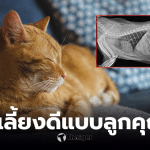 แมวปอดอักเสบรุนแรง เจ้าของสูบพอต