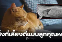 แมวปอดอักเสบรุนแรง เจ้าของสูบพอต