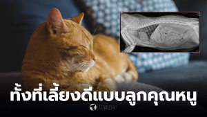 แมวปอดอักเสบรุนแรง เจ้าของสูบพอต
