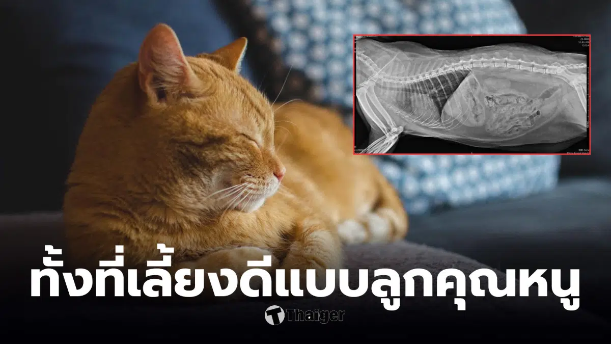 แมวปอดอักเสบรุนแรง เจ้าของสูบพอต