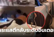 งูเห่าโรงแรมกระบี่