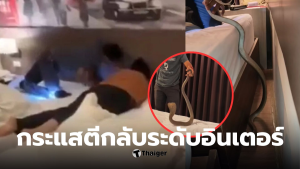 งูเห่าโรงแรมกระบี่