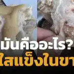 อวสานมื้ออร่อย สาวเจอตุ่มใส ๆ ในขาหมู โพสต์ถามชาวเน็ตแห่เตือนอันตราย
