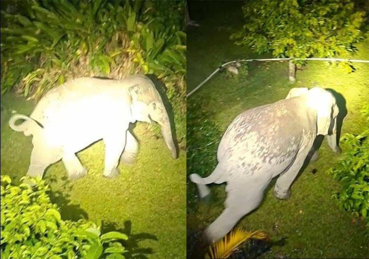 ช้างป่าวัยรุ่นที่ทำร้ายคุณตาอายุ 87 ปี