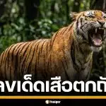 มาแล้ว! เลขเด็ด เสือตกถังพลังเงินดี งวด 1/4/69 เลขชุดมาครบ จ่อรวยรับต้นเดือน