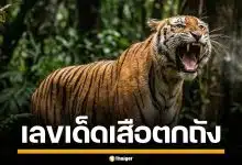 มาแล้ว! เลขเด็ด เสือตกถังพลังเงินดี งวด 1/4/69 เลขชุดมาครบ จ่อรวยรับต้นเดือน