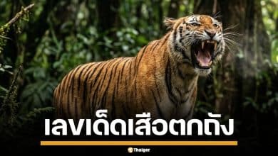 มาแล้ว! เลขเด็ด เสือตกถังพลังเงินดี งวด 1/4/69 เลขชุดมาครบ จ่อรวยรับต้นเดือน