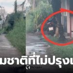 จูราสสิคปาร์คปทุมธานี ตัวเงินตัวทองคลองหนึ่ง