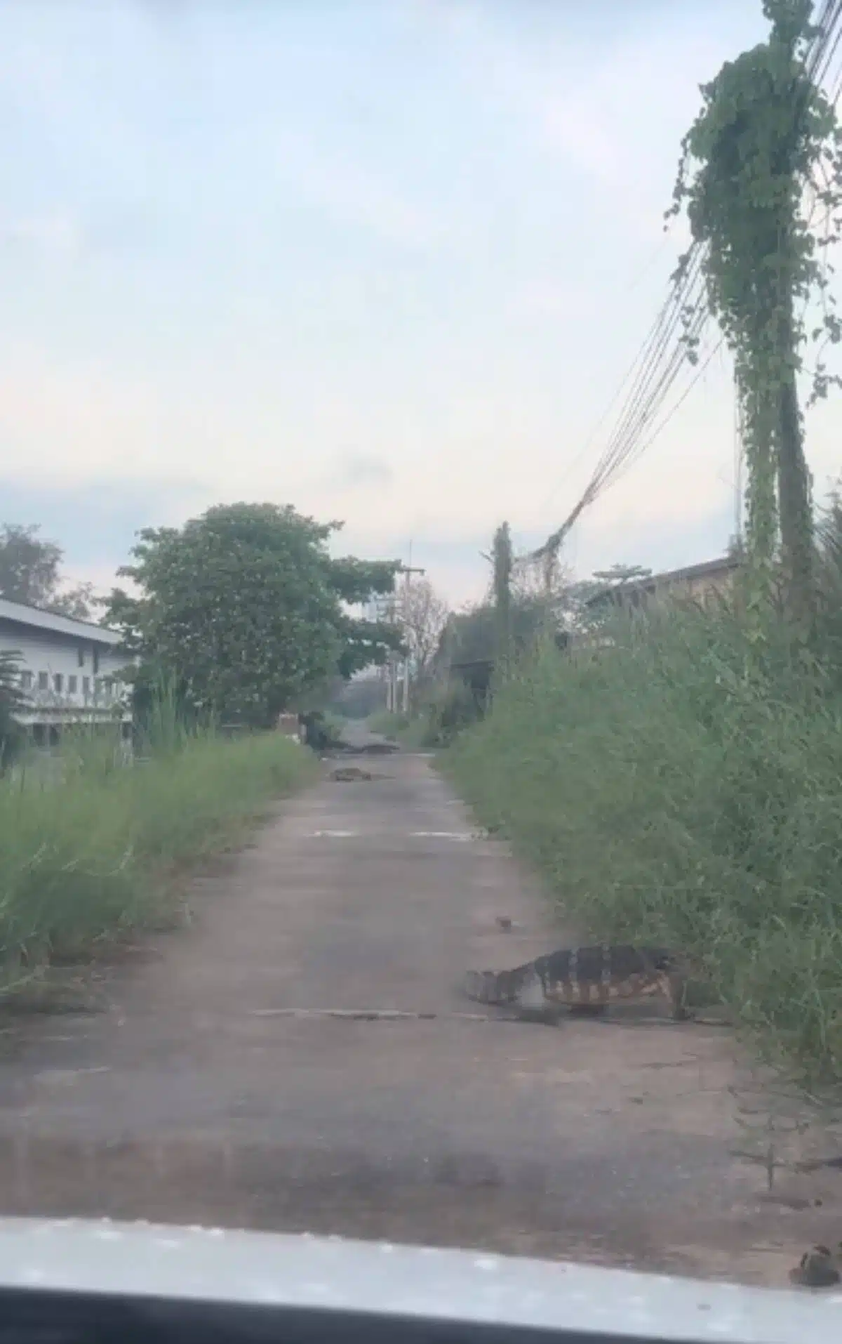 ตัวเงินตัวทองขนาดมหึมาเข้ายึดครองพื้นที่ชุมชน