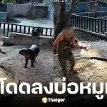 สวนสัตว์เขาเขียวแจงกรณีคนโดดกรงหมูเด้ง