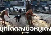สวนสัตว์เขาเขียวแจงกรณีคนโดดกรงหมูเด้ง