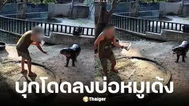 สวนสัตว์เขาเขียวแจงกรณีคนโดดกรงหมูเด้ง