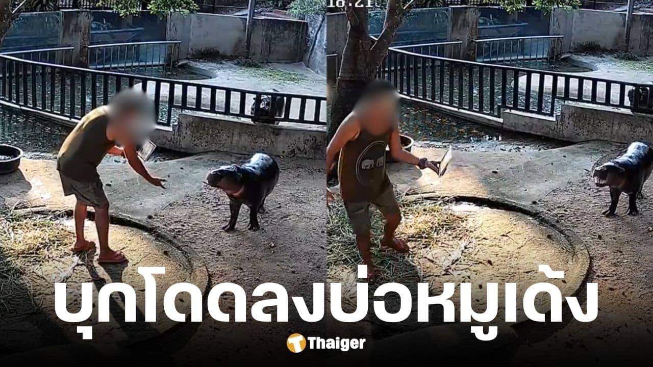 สวนสัตว์เขาเขียวแจงกรณีคนโดดกรงหมูเด้ง