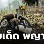 เลขเด็ด พญาบึ้ง งวด 1 เมษายน 2569