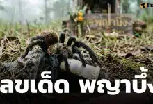 เลขเด็ด พญาบึ้ง งวด 1 เมษายน 2569