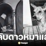 ช่างท๊อป ด็อกอาร์ท แจ้งข่าวสุนัขเสียชีวิตแล้ว